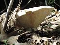 2011-10-02, Pilze (17)